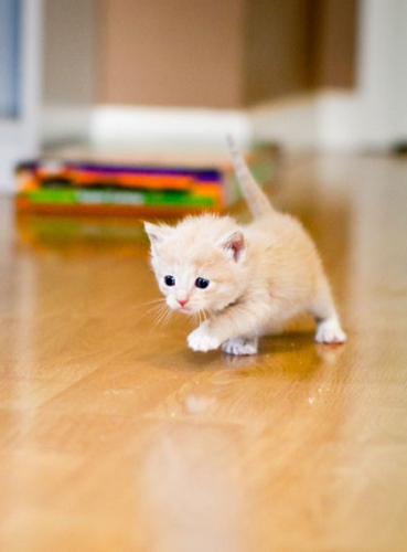 子猫・赤ちゃん猫の画像・写真-よちよち歩き
