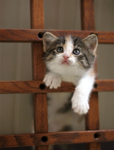 子猫・赤ちゃん猫の画像・写真-座敷牢