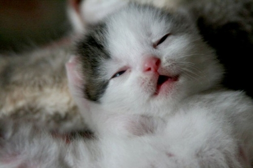 子猫・赤ちゃん猫の画像・写真-寝ぼけまなこ