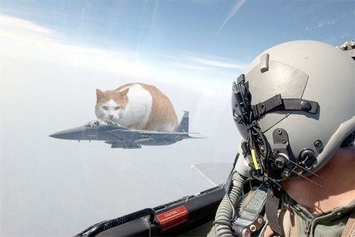 おもしろい猫の画像・写真-新生物兵器投入