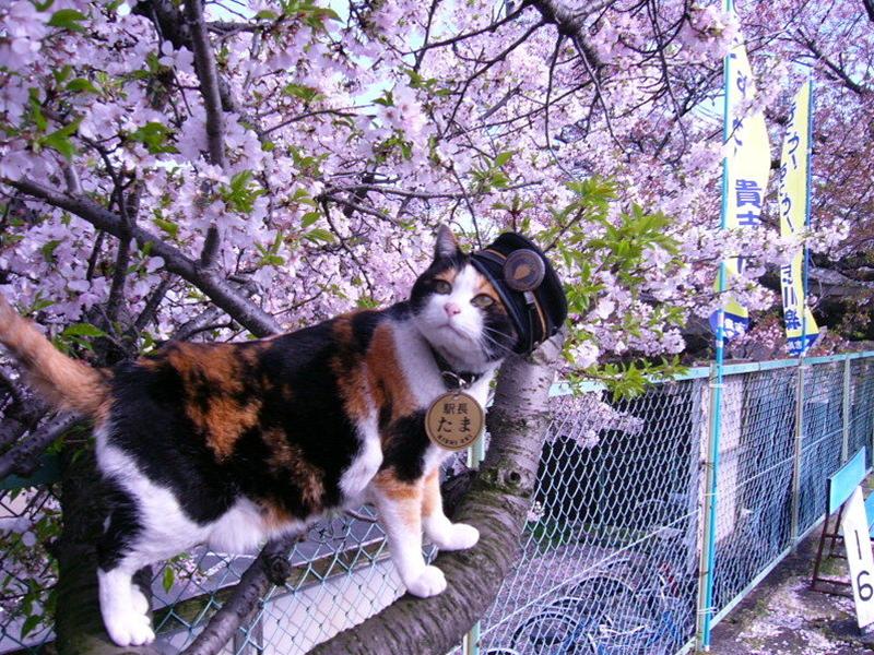 かわいい猫の壁紙-駅長たま-桜の下で