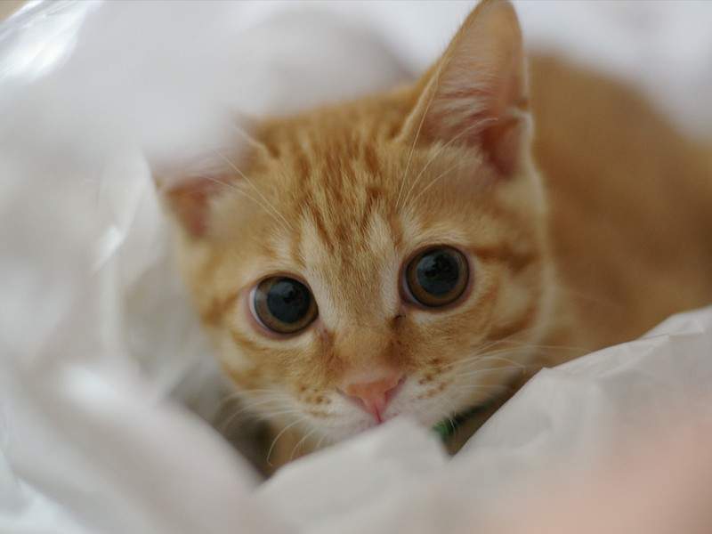 子猫・赤ちゃん猫の画像・写真-好奇心の瞳