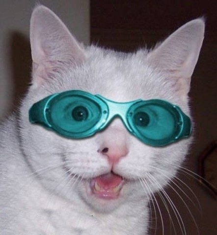おもしろい猫の画像・写真-ダイバー