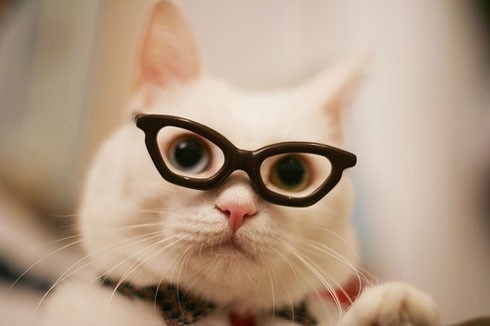 おもしろい猫の画像・写真-おしゃれメガネ