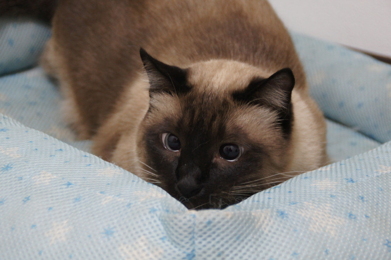 かわいい猫の壁紙-ベッドインシャム