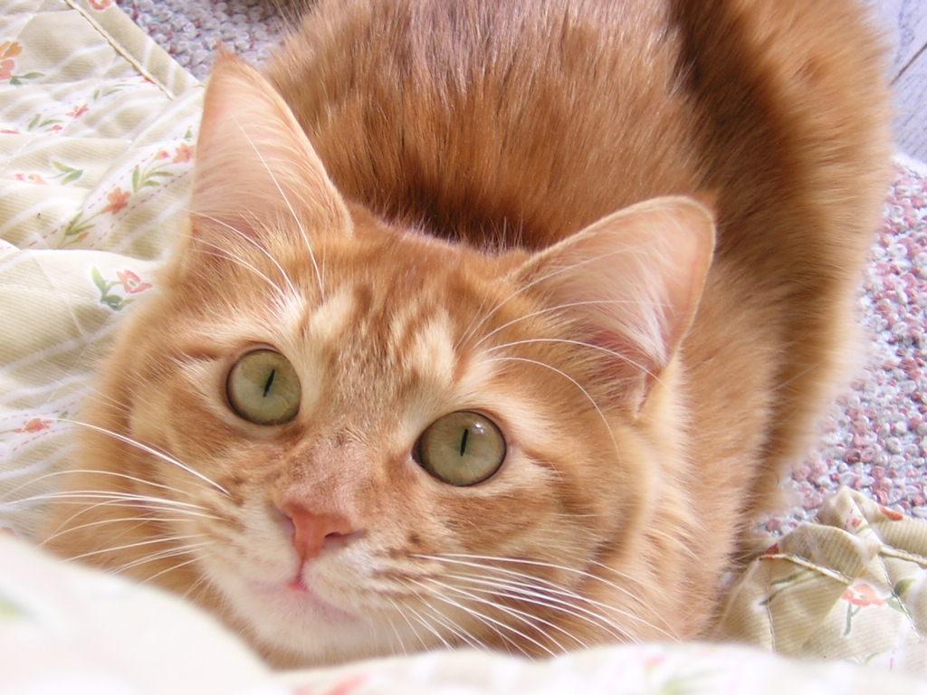 かわいい猫の壁紙-縦線の瞳