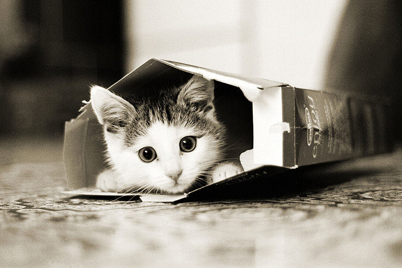 かわいい猫の壁紙-お菓子箱のこねこ
