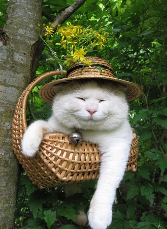 おもしろい猫の画像・写真-麦わら帽子