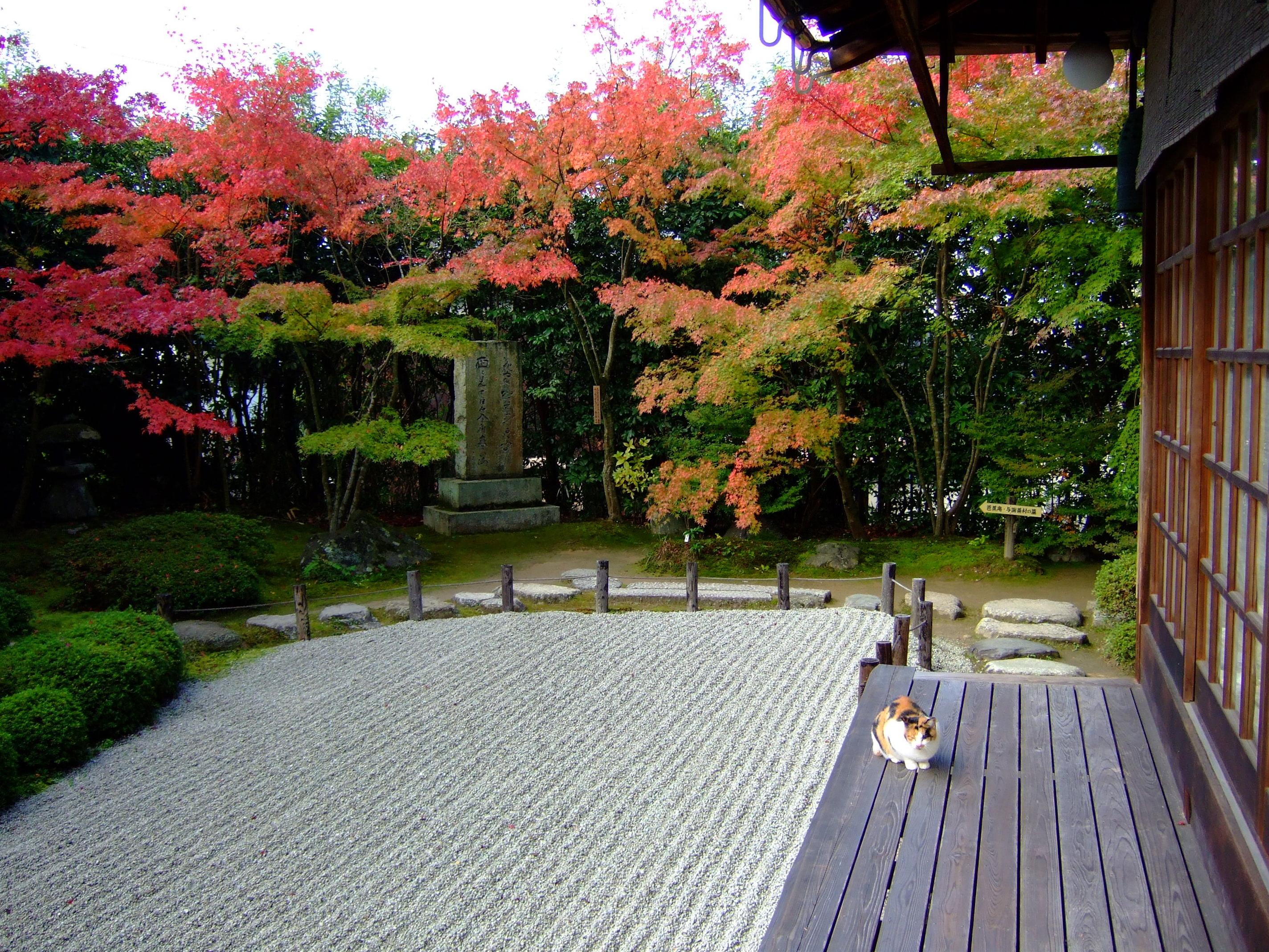 かわいい猫の壁紙-日本庭園