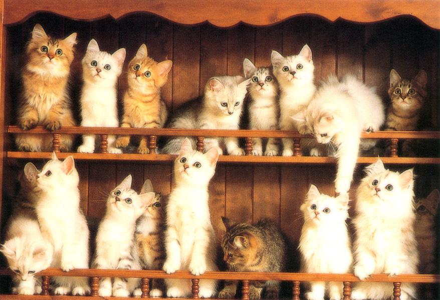 かわいい猫の壁紙-ドールハウス