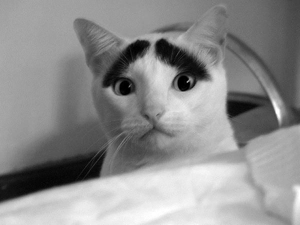 おもしろい猫の画像・写真-ハの字眉毛