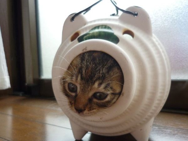 おもしろい猫の画像・写真-蚊取り線香