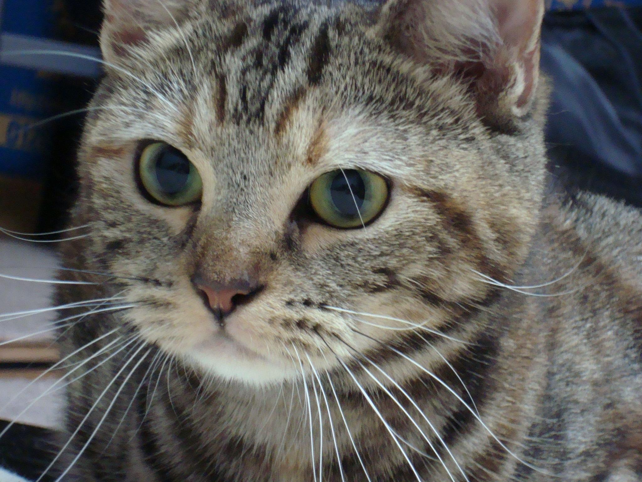 かわいい猫の壁紙-幼さの残る顔