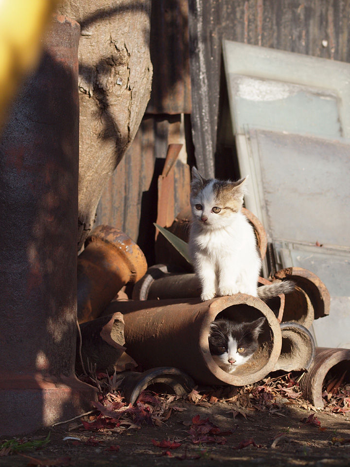 子猫・赤ちゃん猫の画像・写真-土管に住む