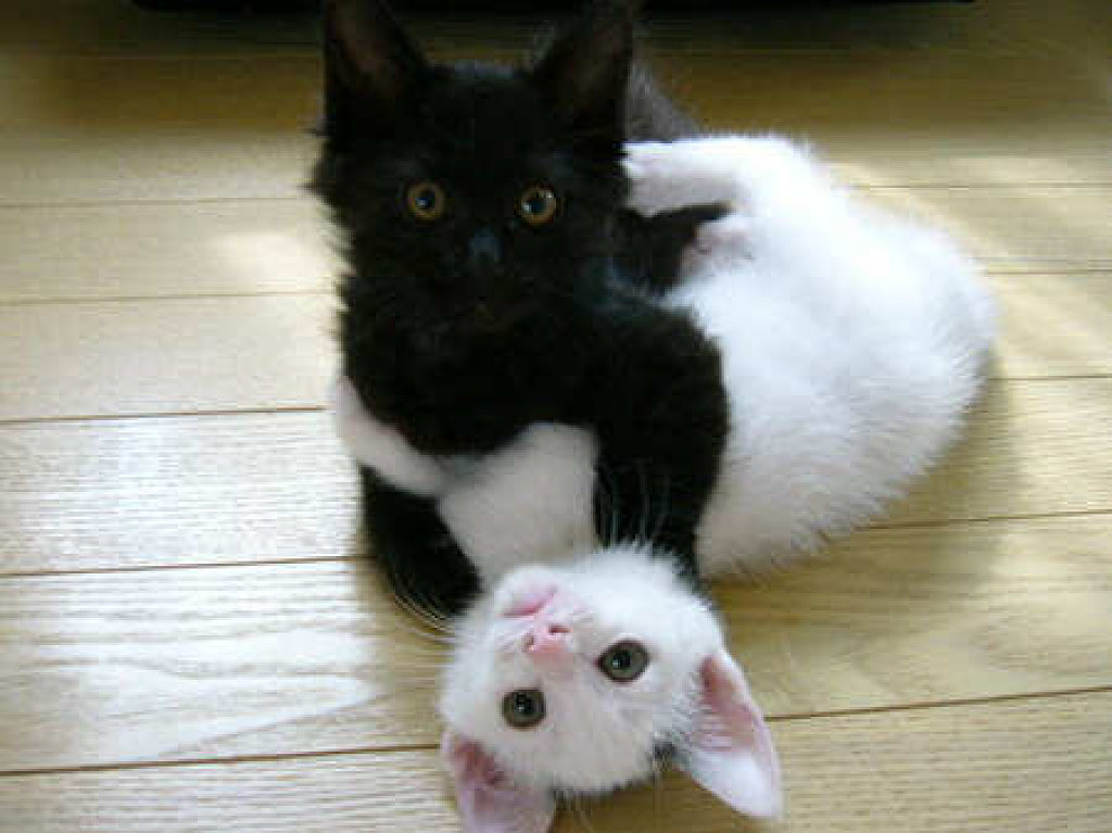 子猫・赤ちゃん猫の画像・写真-絡みあう白と黒