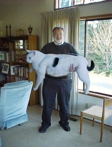 おもしろい猫の画像・写真-超ビッグサイズ