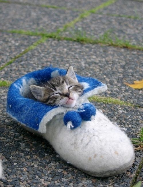 おもしろい猫の画像・写真-シューズベッド