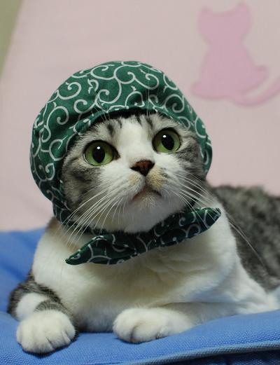 おもしろい猫の画像・写真-唐草模様の泥棒猫