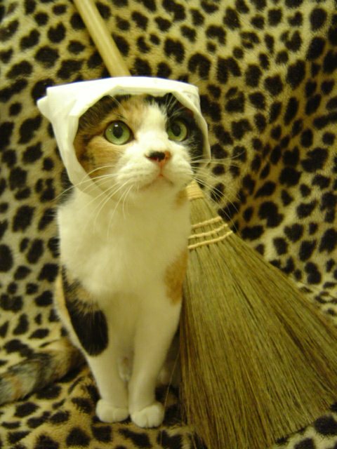 おもしろい猫の画像・写真-掃除当番