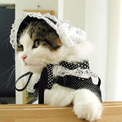 おもしろい猫の画像・写真-ゴスロリファッション