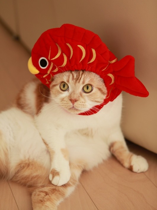 おもしろい猫の画像・写真-鯛のお頭