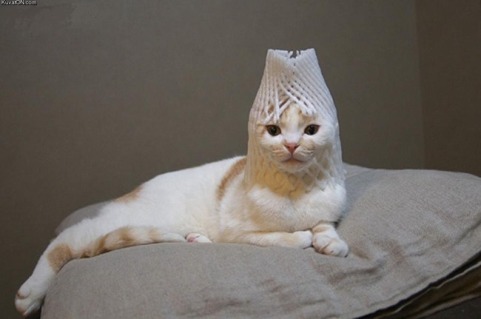 おもしろい猫の画像・写真-盛りヘア