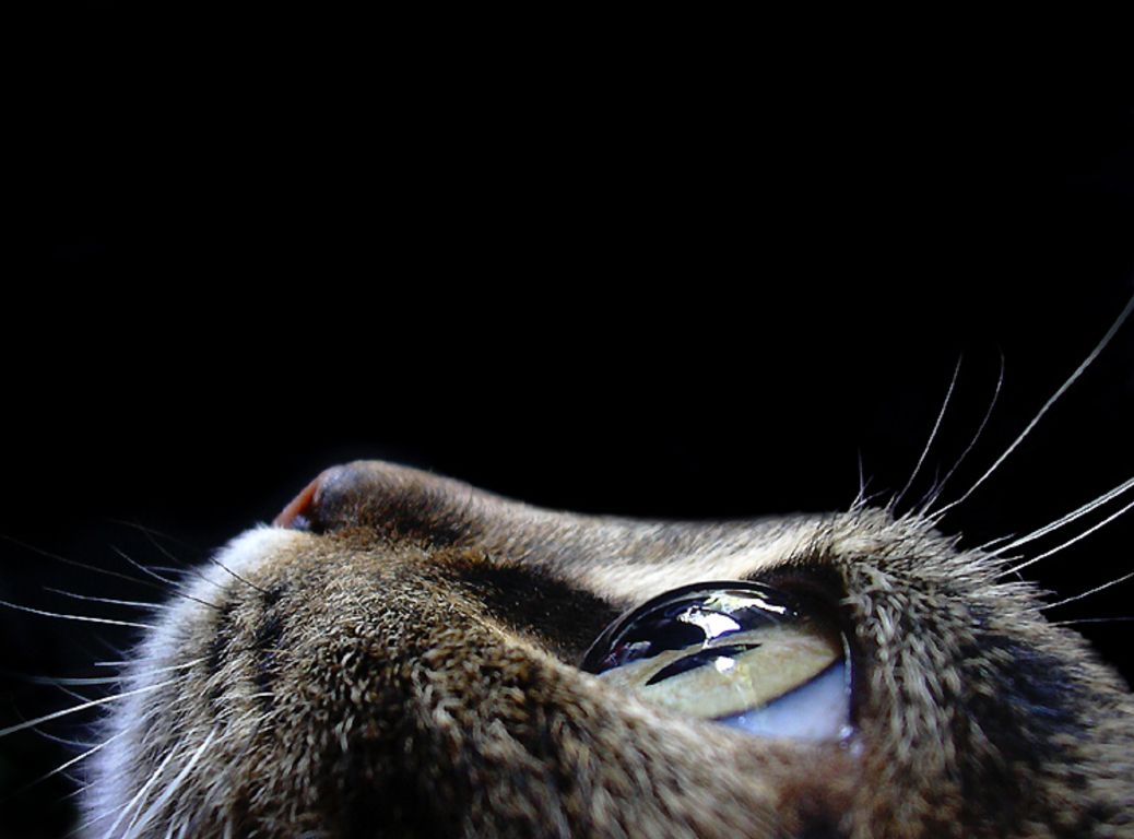 かわいい猫の壁紙-水晶眼