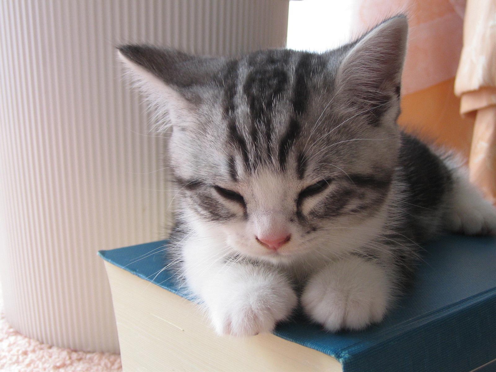 かわいい猫の壁紙-寝落ち寸前
