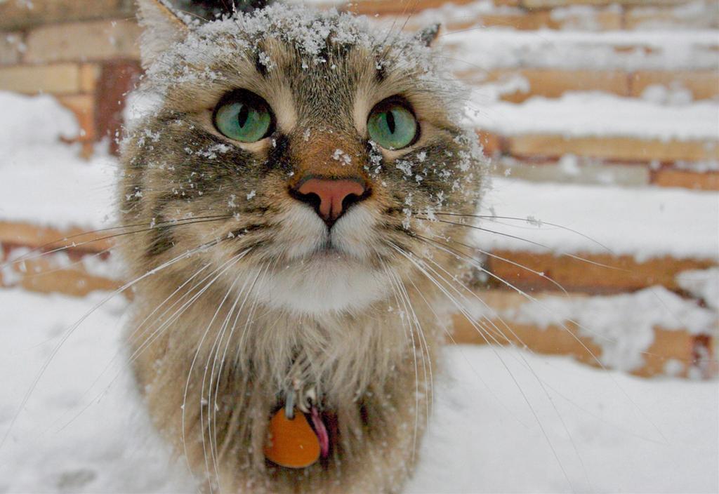 かわいい猫の壁紙-雪化粧