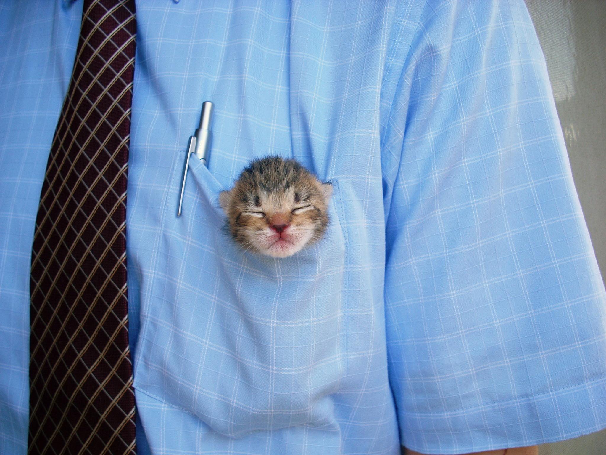 子猫・赤ちゃん猫の画像・写真-ポケットにすっぽり