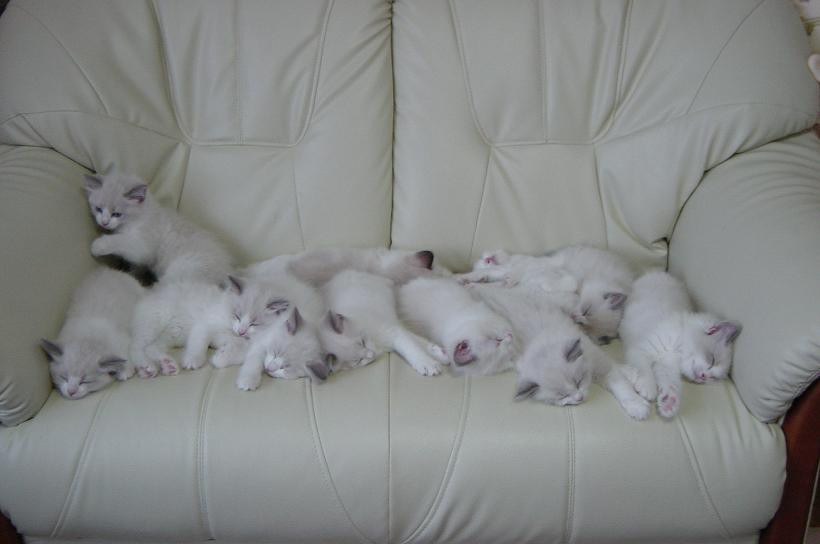 子猫・赤ちゃん猫の画像・写真-白いソファーとこねこ