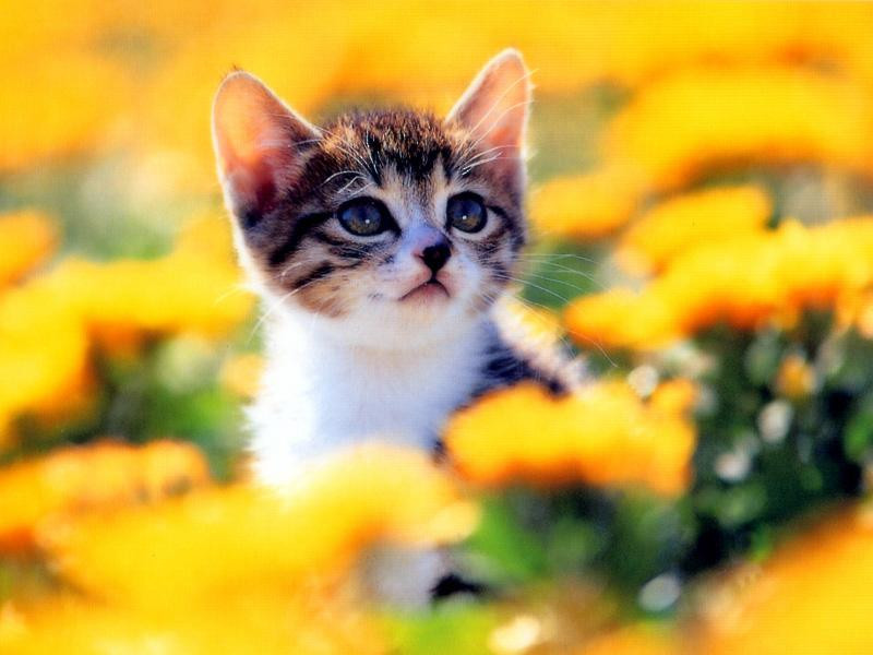 かわいい猫の壁紙-お花畑の中で