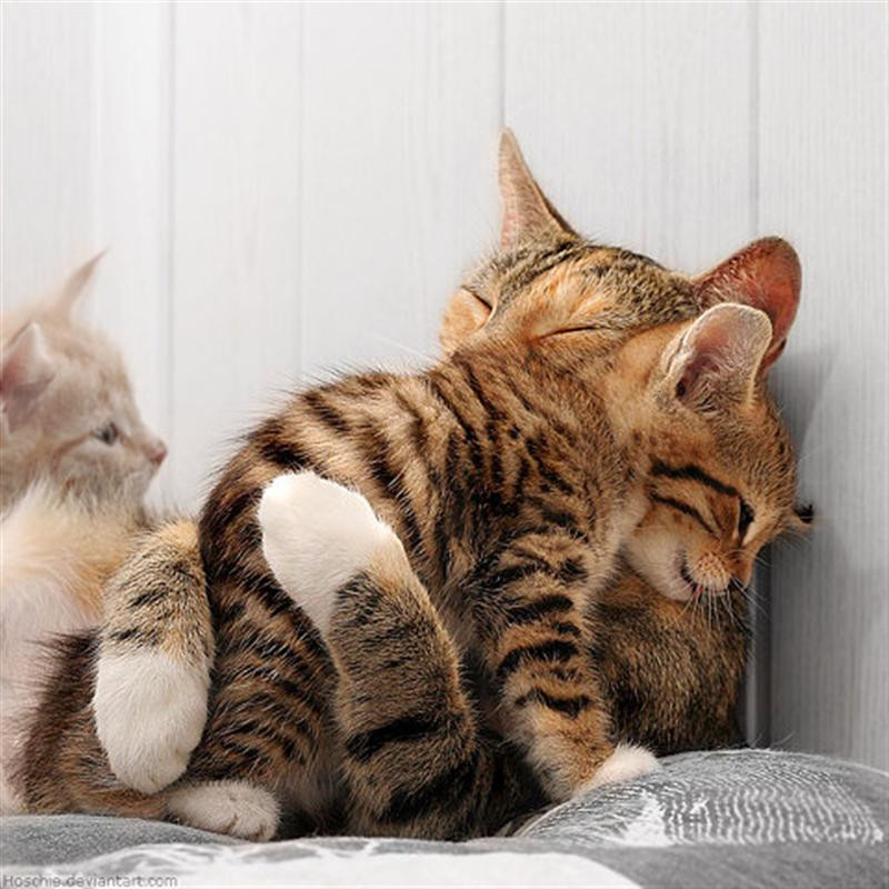 子猫・赤ちゃん猫の画像・写真-抱きしめ！