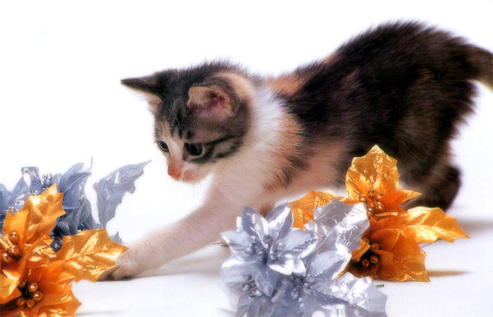 かわいい猫の壁紙-光り物大好き