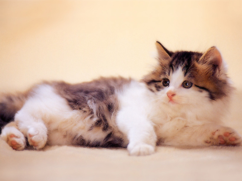 かわいい猫の壁紙-モフモフ