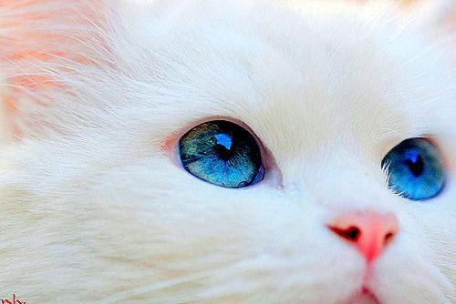 かっこいい猫 きれいな美猫の画像 No 133 カラフルアイ