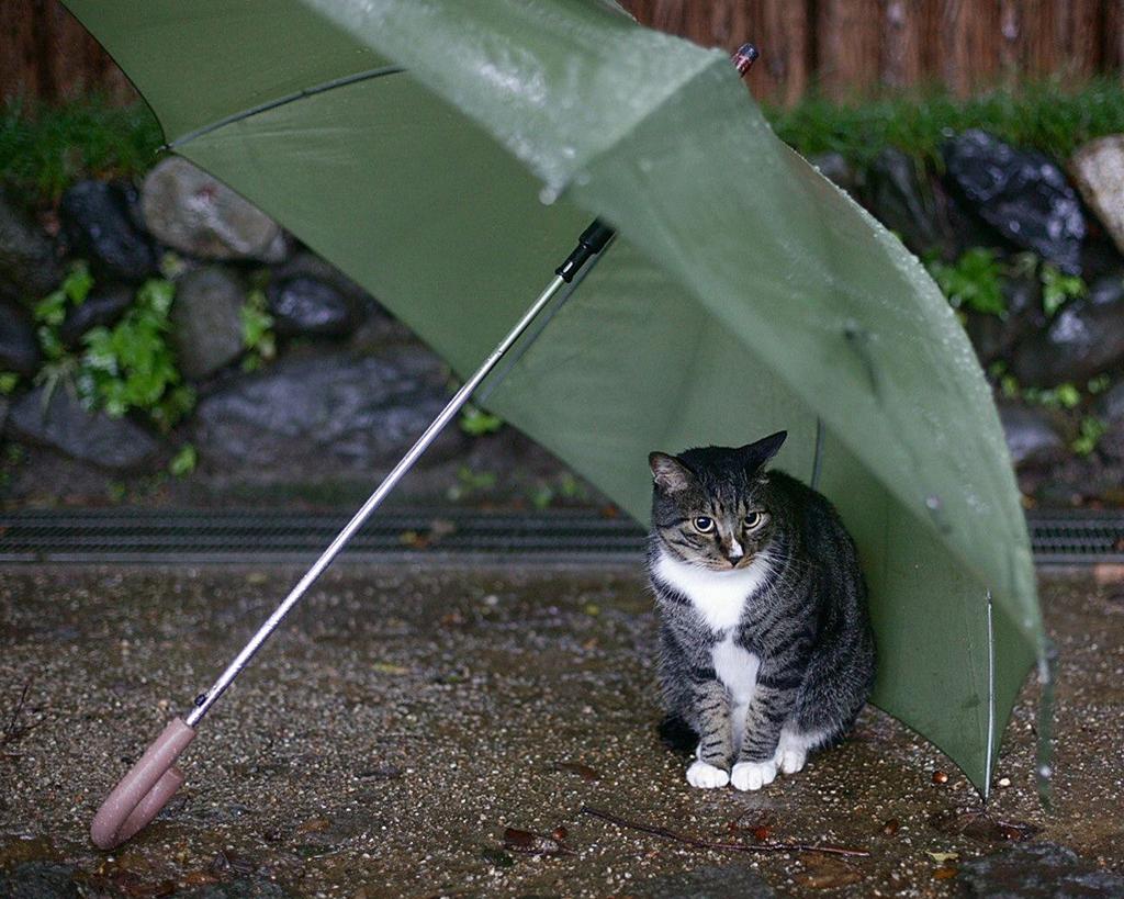 かわいい猫の壁紙-雨の日の親切