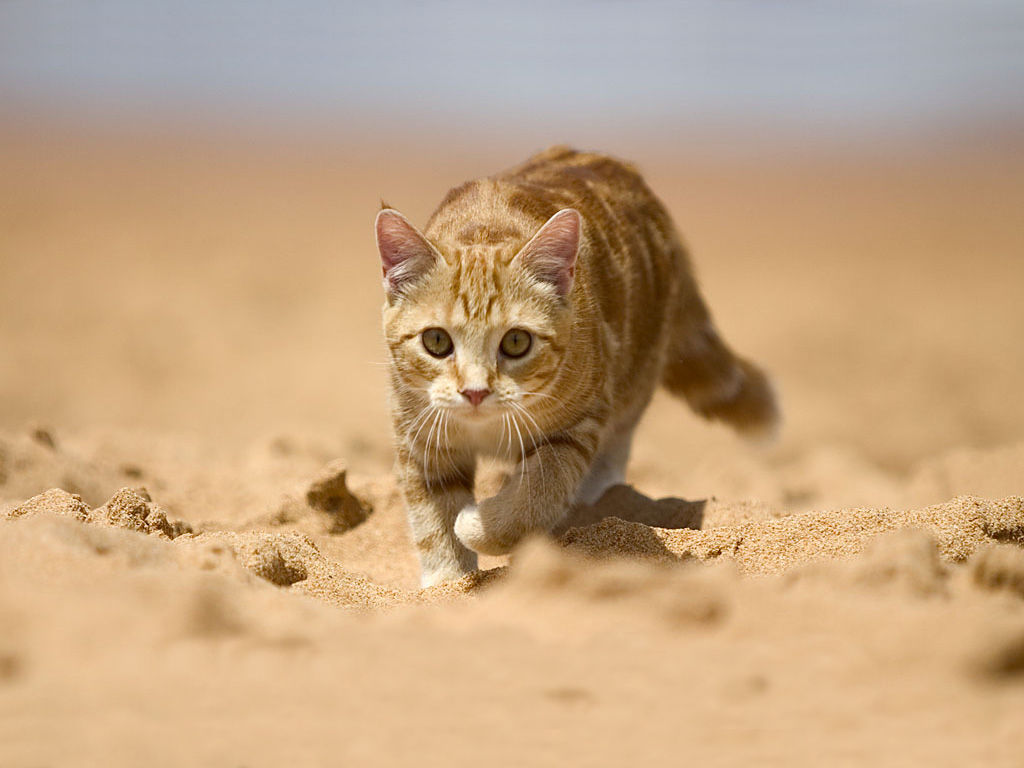 かわいい猫の壁紙-砂漠を疾走