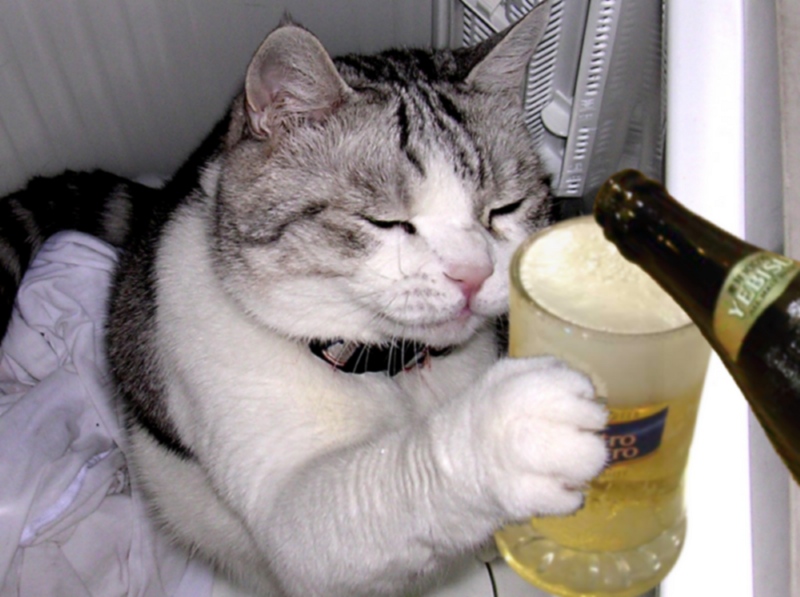 笑えるおもしろい猫画像 写真no 256 ビールで乾杯