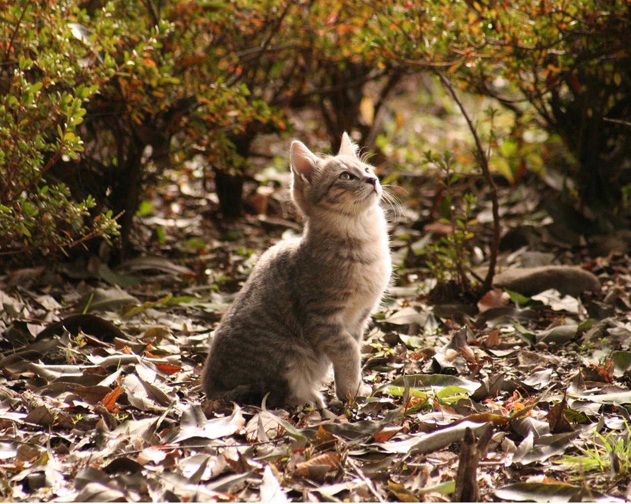 かわいい猫の壁紙-枯れ草の上で