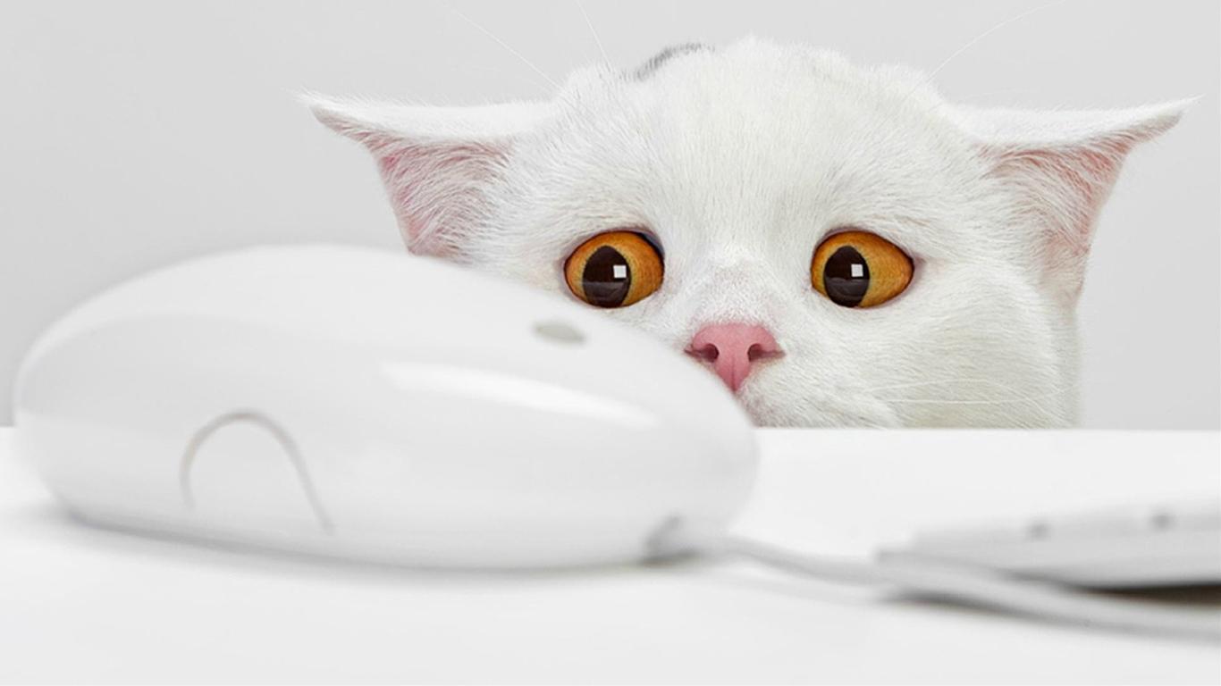 かわいい猫の壁紙-マウスを見つめて