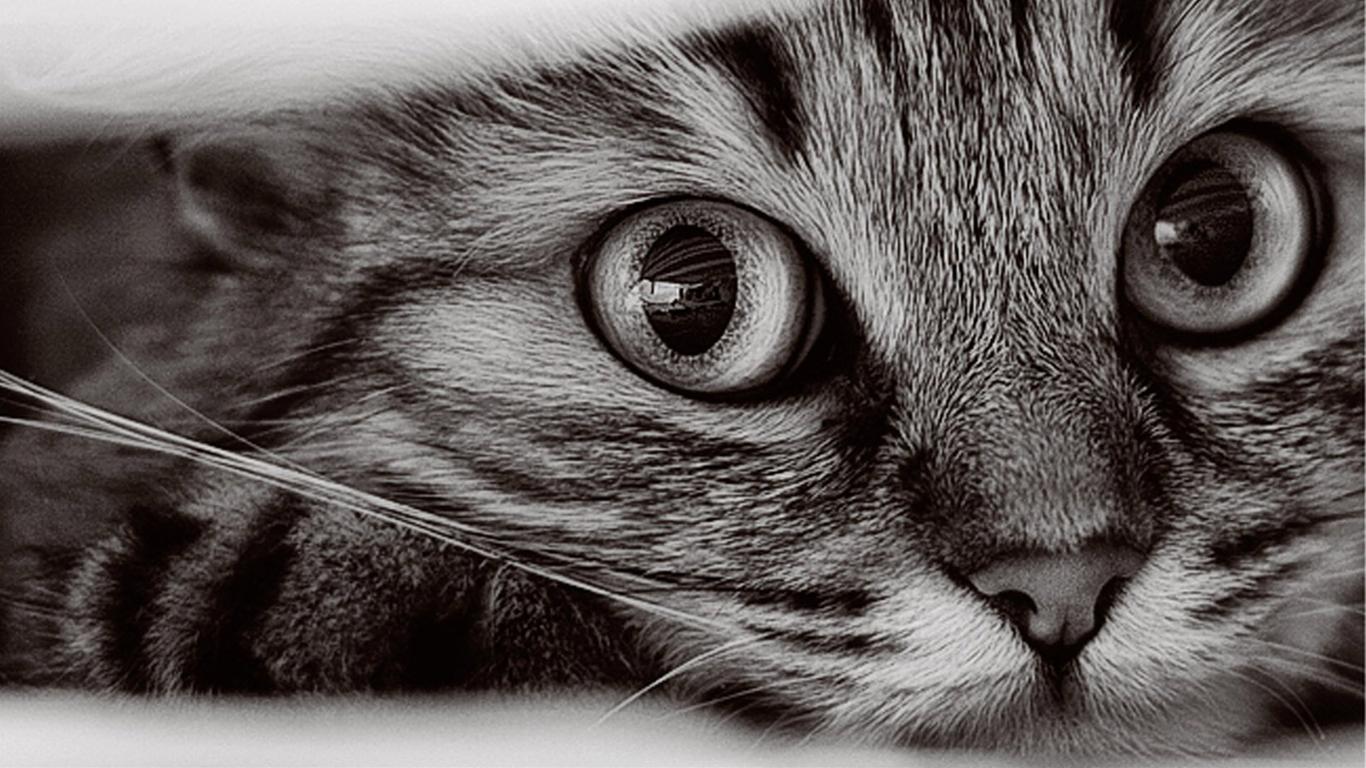 かわいい猫の壁紙-レトロ