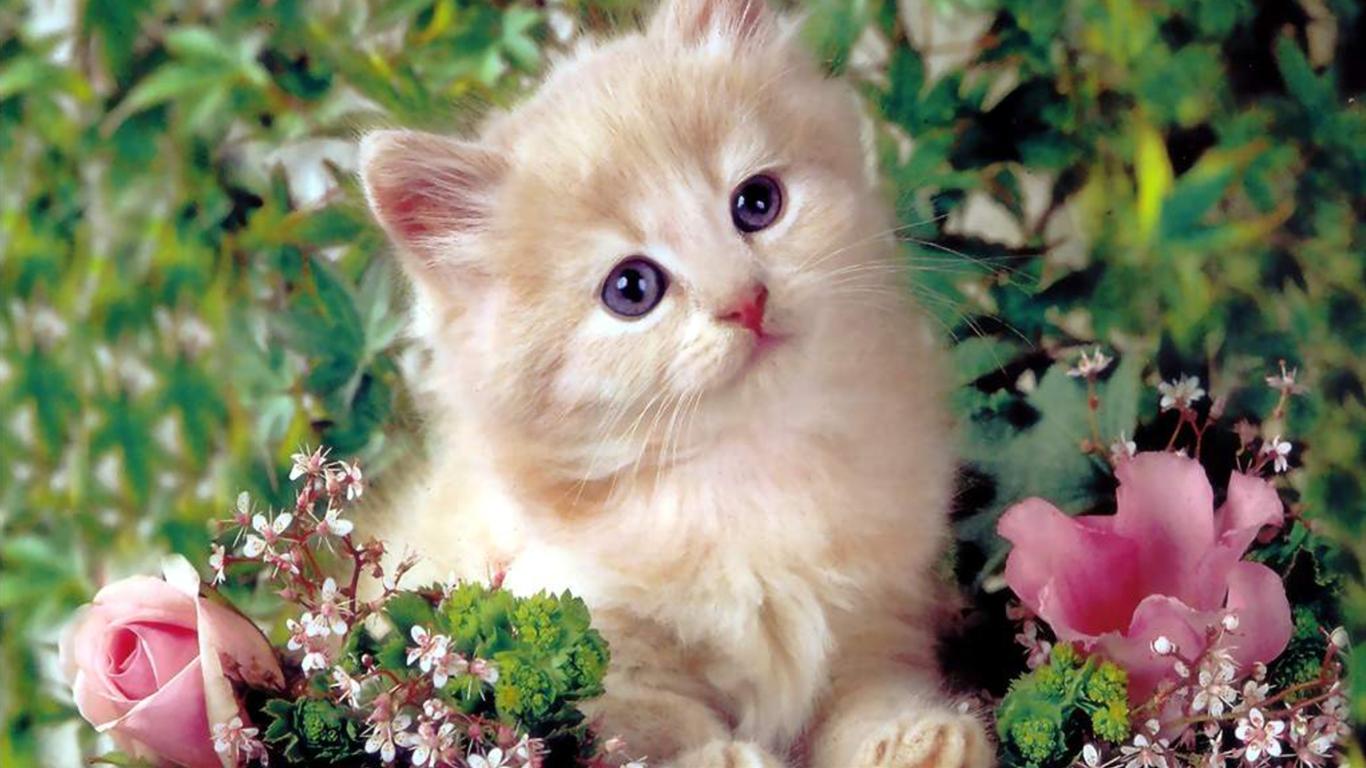 かわいい猫の壁紙-花があるね