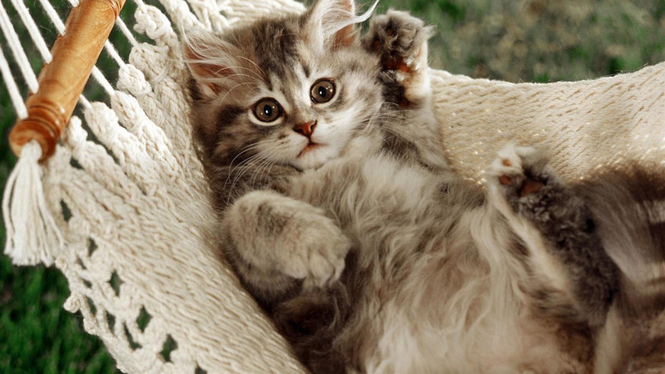 かわいい猫の壁紙-ハンモックは快適にゃー