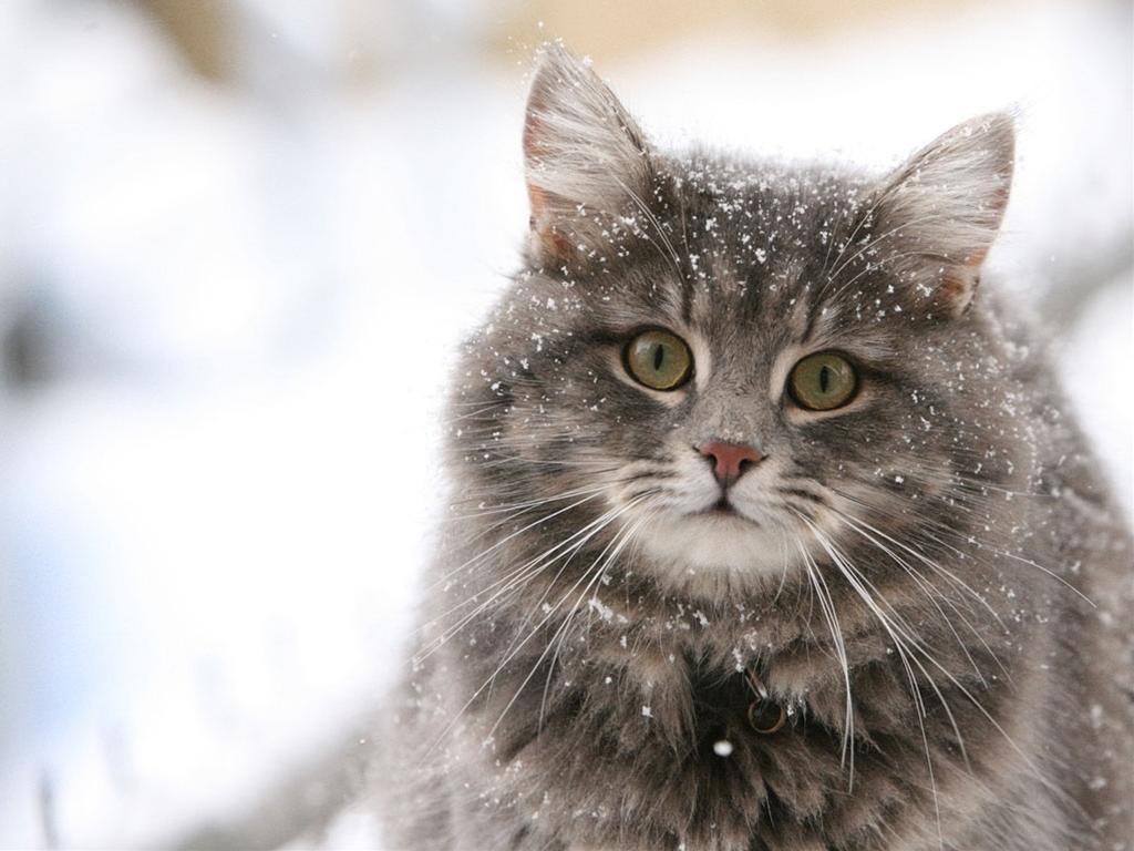 かわいい猫の壁紙-粉雪化粧