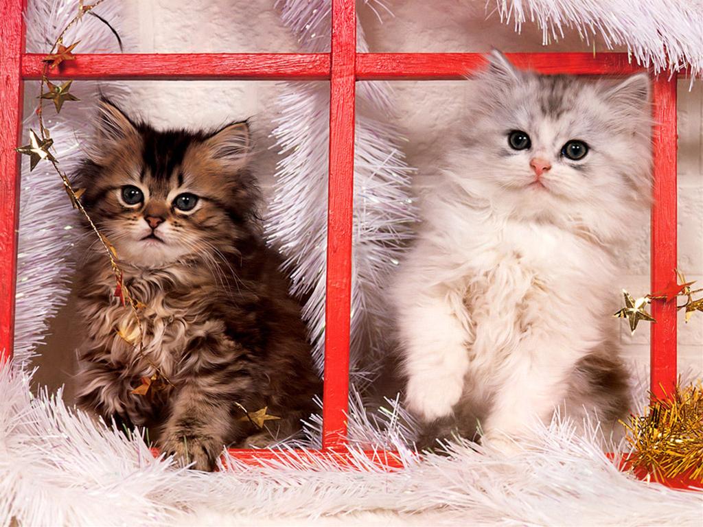 かわいい猫の壁紙-ゴージャス