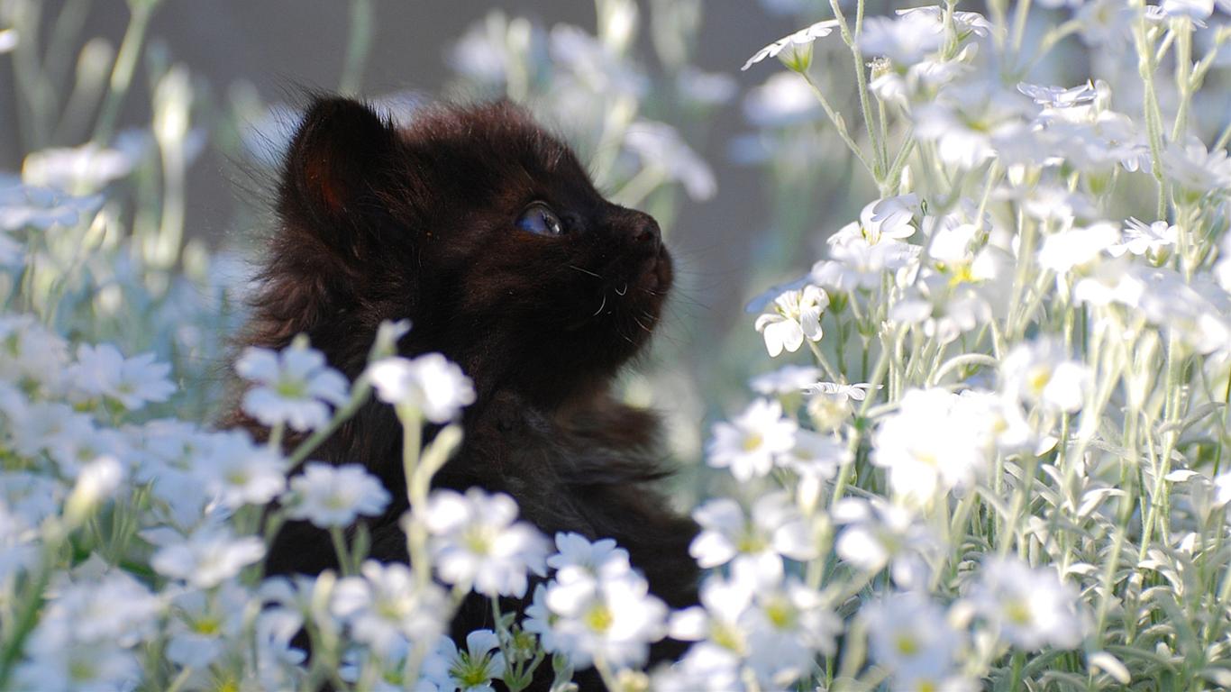 かわいい猫の壁紙-お花畑にて