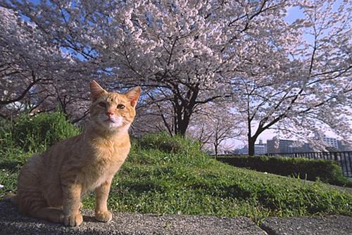 かわいい猫の壁紙-桜並木をお散歩