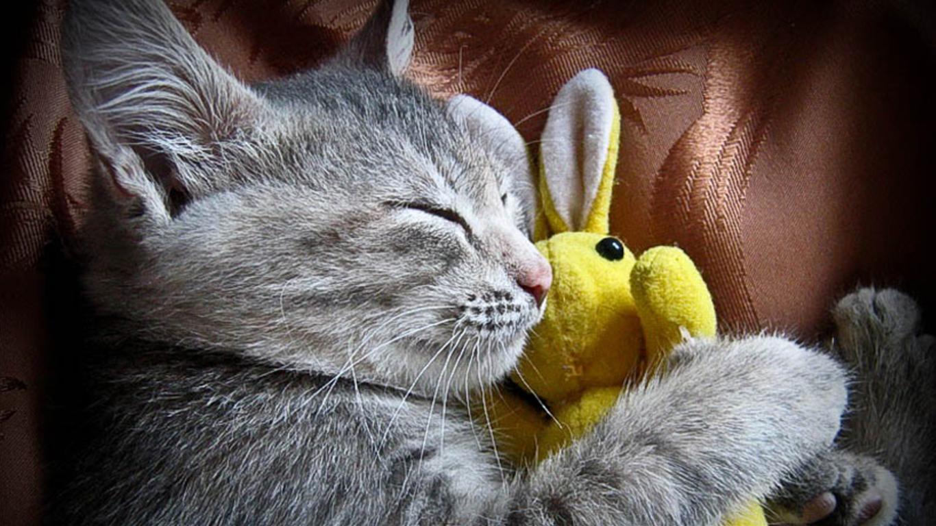 かわいい猫の壁紙-ウサギの抱き枕