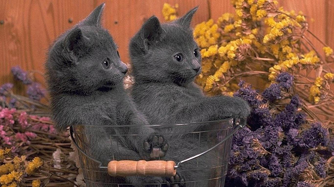 かわいい猫の壁紙-グレー兄弟